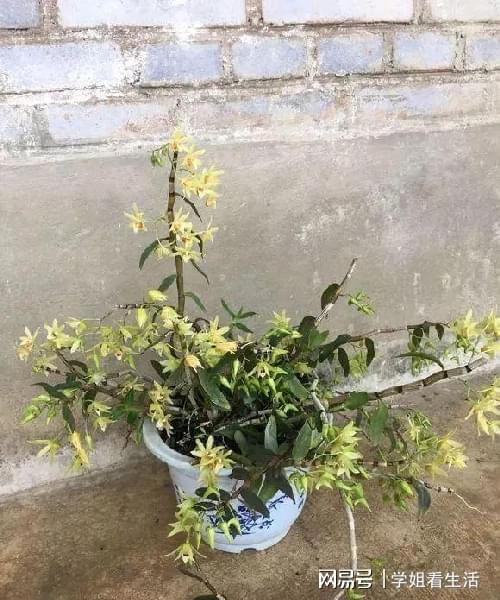 陽臺綠植新風尚 自種人參靈芝石斛與西洋參，養生健康觸手可及