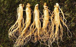 盤點中華九大仙草 還魂草上榜，慈禧太后長壽秘訣的黑參