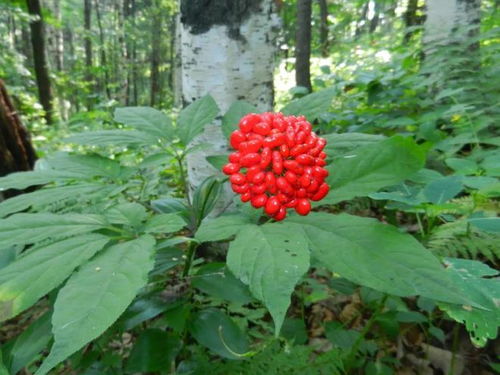 通化人參產(chǎn)業(yè)上半年綜合產(chǎn)值突破200億元，西洋參成重要增長點(diǎn)