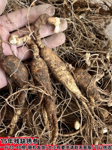 探秘長白山森林人參 從老池底銹參到林下殘次品的收藏價(jià)值與鑒別之道